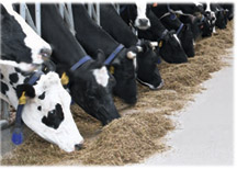 Biogas aus Rinderdung wird für die Energienutzung und Einspeisung ins öffentliche Stromnetz genutzt.