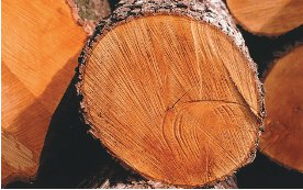 (Bildquelle: proHolz Eber) Holz bringt als Baumaterial viele Vorteile.